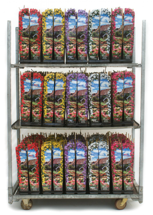 Trandafiri ‘Climbing Garden Beauty’ – disponibili în diverse culori [10]