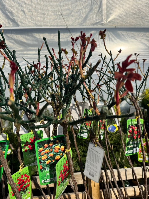 Trandafirii port înalt [2]