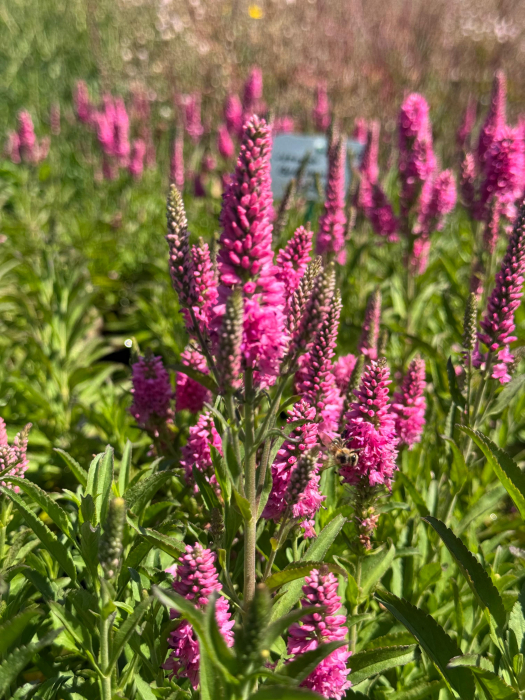 Veronica Bubblegum Candles [3]