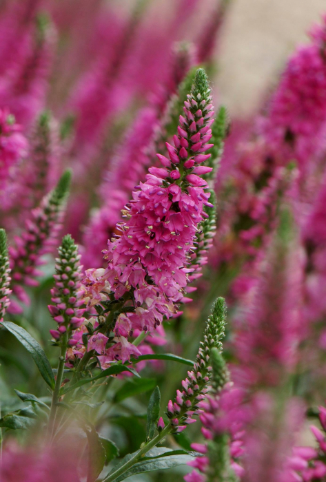 Veronica Bubblegum Candles [2]