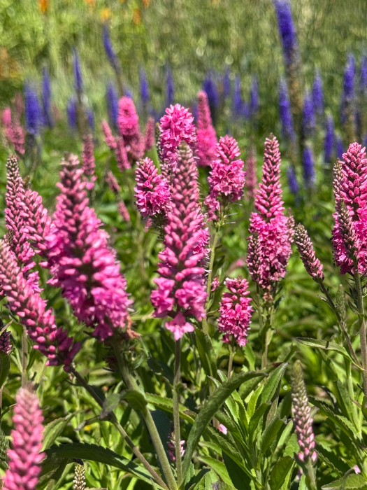 Veronica Bubblegum Candles [4]