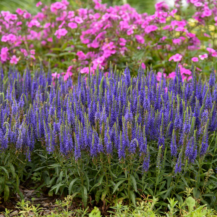 Veronica Magic Show Wizard of Ahhs – C2 [3]