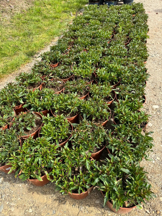 Veronica Magic Show Wizard of Ahhs – C2 [2]