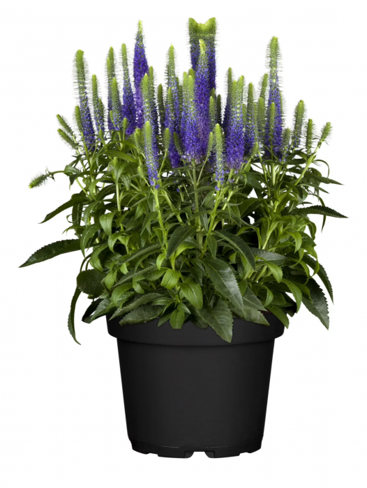 Veronica Ulster Blue Dwarf [2]