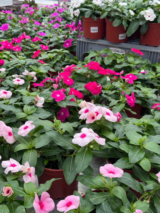 Vinca Cora Cascade Mix [1]