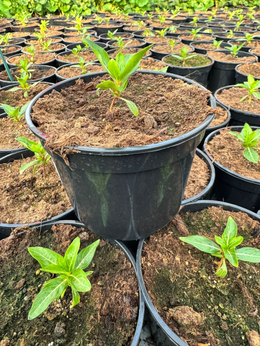 Vinca Cora Cascade Mix [4]