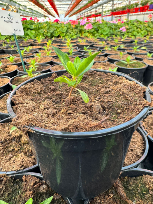 Vinca Cora Cascade Mix [2]