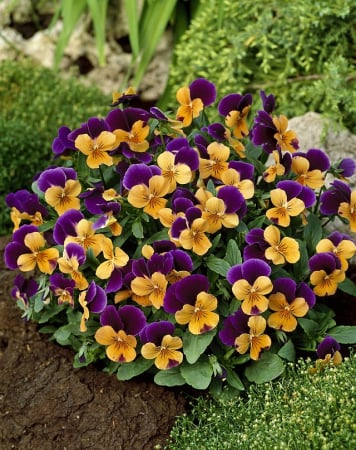 Panseluța Cornet Orange Violet Wing (Viola) [1]