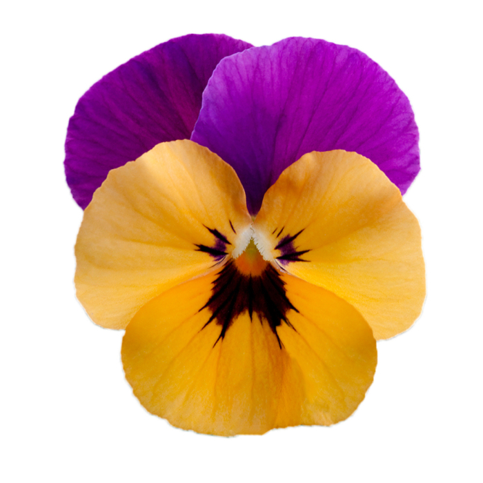 Panseluța Cornet Orange Violet Wing (Viola) [2]