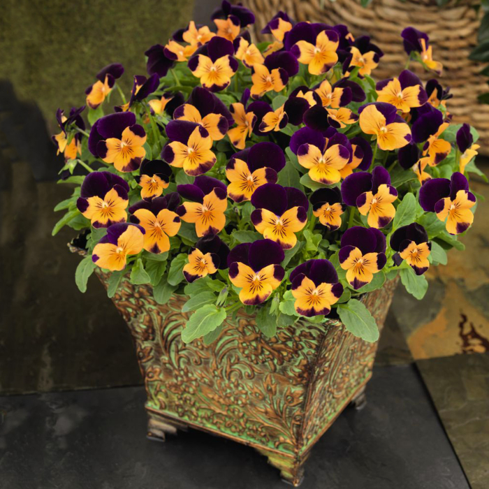 Panseluța Cornet Orange Violet Wing (Viola) [3]