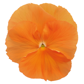 Panseluța Deluxxe Orange (Viola) [3]