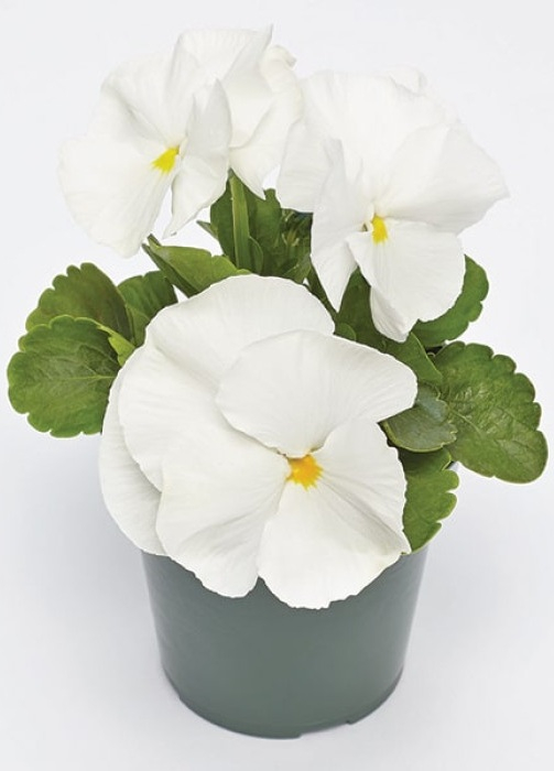 Viola Deluxxe White Blotch – P9 [1]