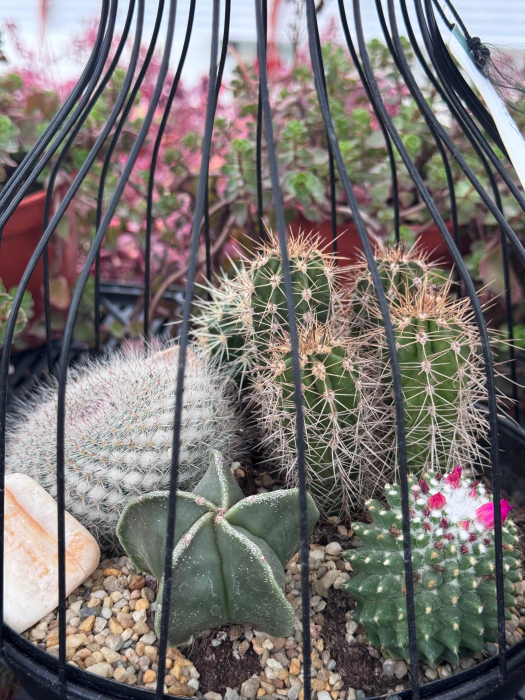 Vogelkooi metaal zwart medium met cactuss [2]