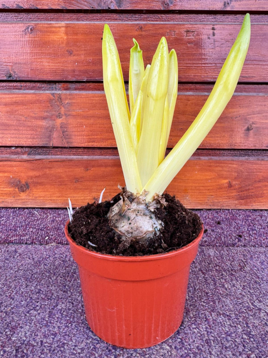 Zambila Carnegie 1, în ghiveci de 11 cm [2]