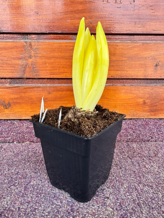 Zambila Woodstock 2 – ghiveci P8P [2]