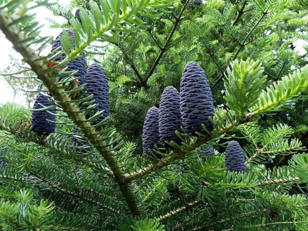 Abies koreana [2]