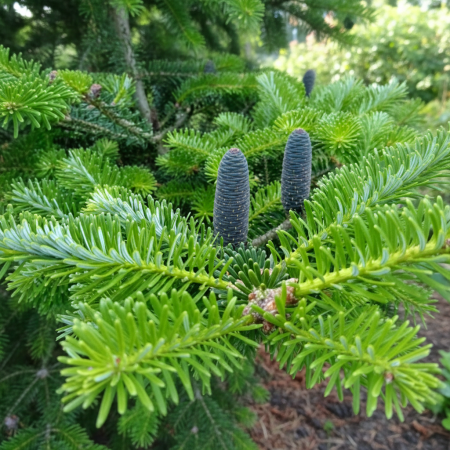 Abies koreana [3]