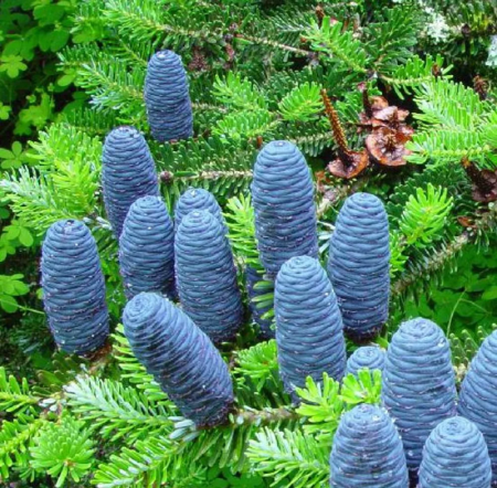 Abies koreana [1]