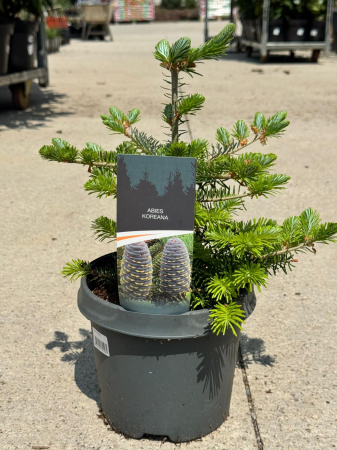 Arbori și arbuști - Abies koreana