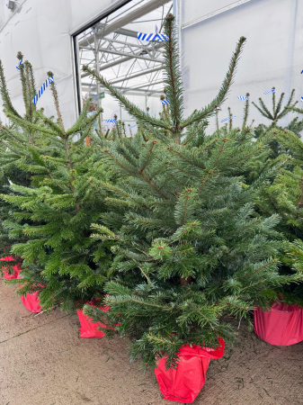 Brazi - Abies normandiana 100–130 cm – Brad ornamental compact