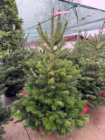 Brazi - Abies normandiana 130–160 cm – Brad ornamental cu formă conică