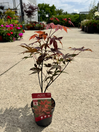 Arbori și arbuști - Acer palmatum Atropurpureum 40 cm, arțar japonez ornamental