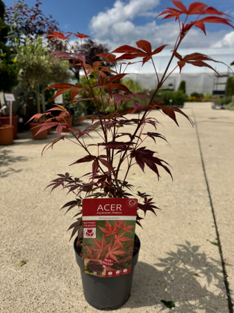 Arbori și arbuști - Acer palmatum Atropurpureum 45 cm