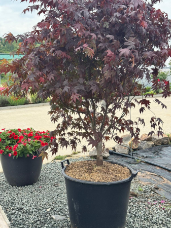 Arbori și arbuști - Acer palmatum Bloodgood 200cm