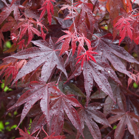 Acer palmatum Bloodgood – P1 [1]
