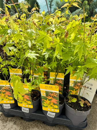 Acer palmatum Orange Dream P10 [1]