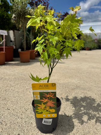Arbori și arbuști - Acer palmatum Orange Dream P10
