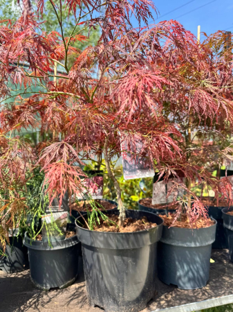 Arbori și arbuști - Acer palmatum Ornatum este un arțar japonez ornamental