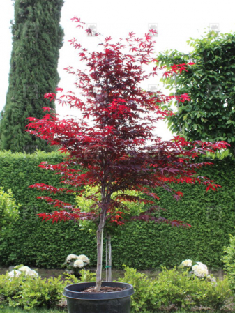 Arbori și arbuști - Acer palmatum Red Emperor – P19