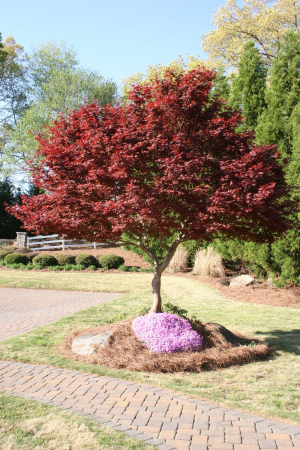 Acer palmatum Red Emperor – P19 [2]
