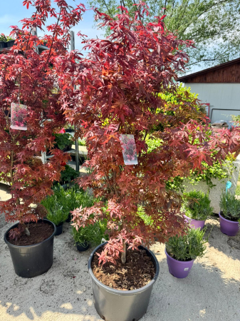 Arbori și arbuști - Acer palmatum Skeeter’s Broom 170 cm