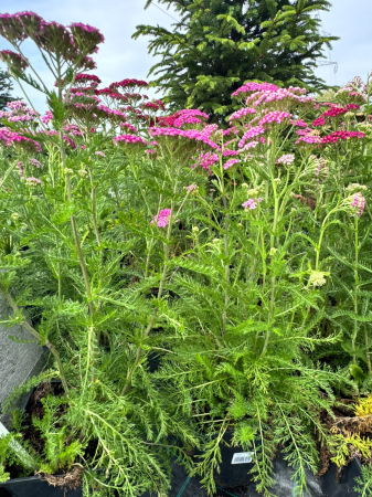 Achillea Cerise Queen (C2), plantă perenă cu flori roz-ciclam [1]