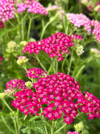 Plante Perene - Achillea Cerise Queen (C2), plantă perenă cu flori roz-ciclam