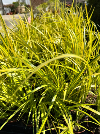 Acorus gramineus ‘Ogon’ [1]