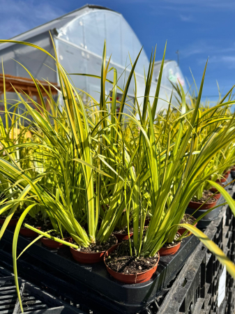 Plante Perene - Acorus gramineus ‘Ogon’