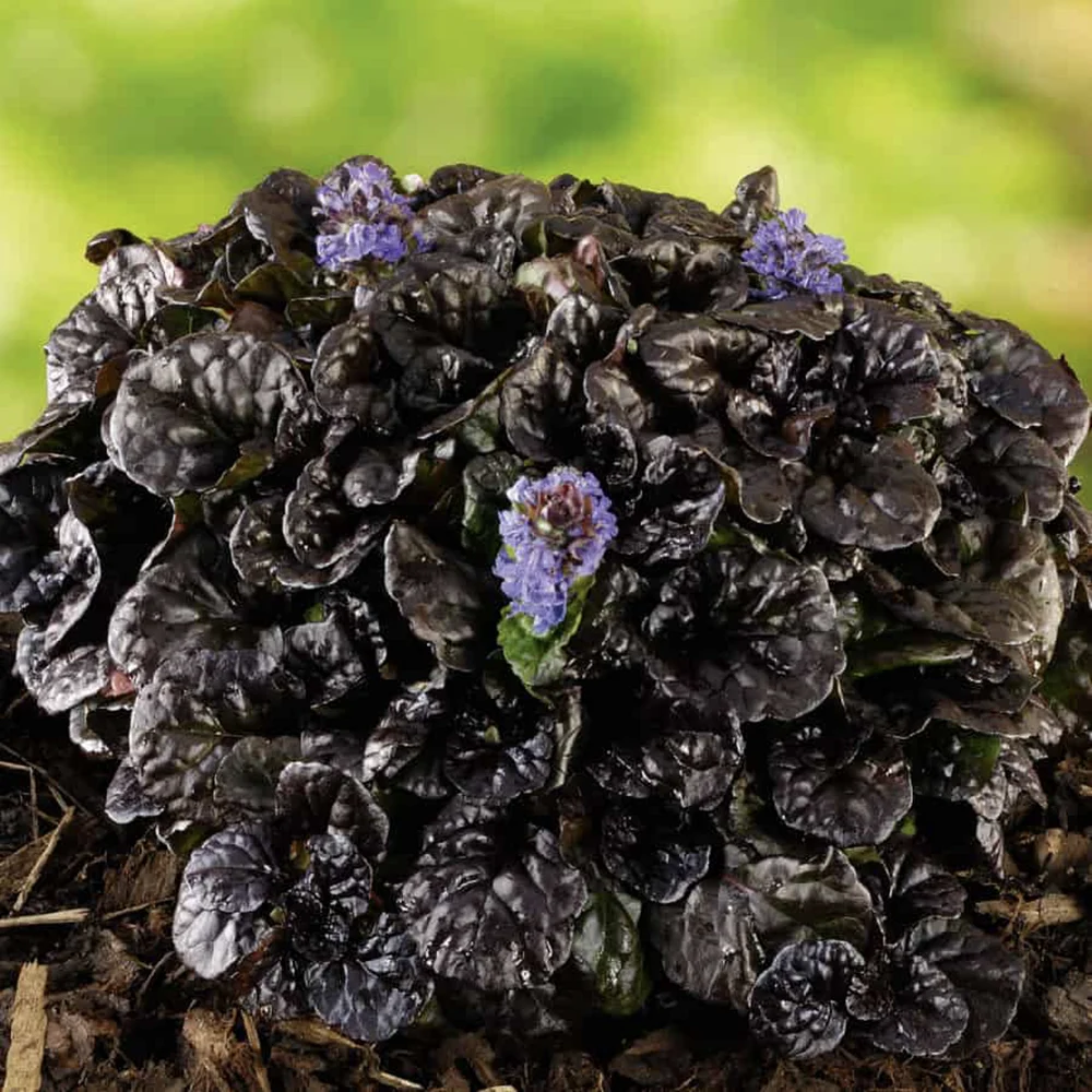 Ajuga Black Scallop – C2 [2]