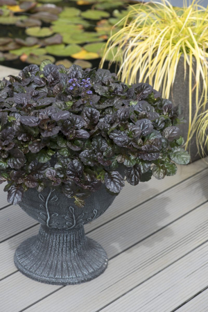 Plante acoperitoare de sol - Ajuga Black Scallop – C2