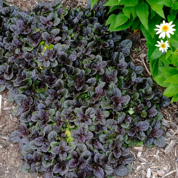 Ajuga Black Scallop – C2 [3]