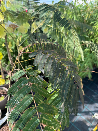 Albizia julibrissin ‘Rosea’ [1]