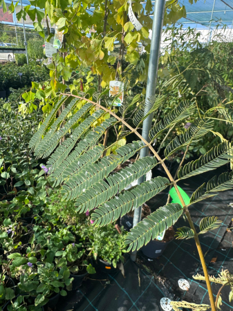 Albizia julibrissin ‘Rosea’ [3]