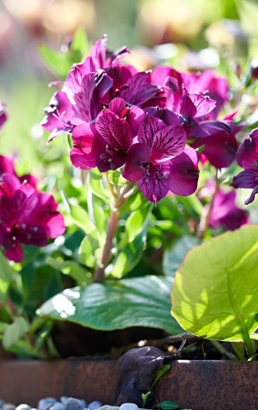 Plante decorative prin floare - Alstroemeria Inticancha Machu – C3