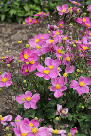 Plante Perene - Anemone 'Little Breeze Sweet', C2, anemonă japoneză