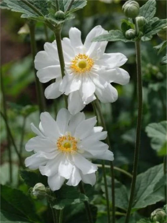 Plante decorative prin floare - Anemone Whirlwind