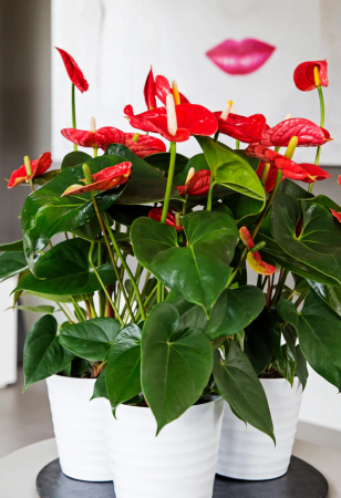Plante Bienale - Anthurium XL Jambo Red – P12