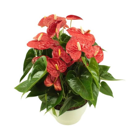 Anthurium XL Jambo Red – P12 [2]