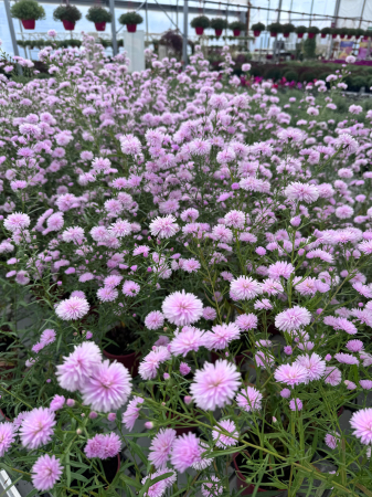Aster ‘Camilla’ [2]
